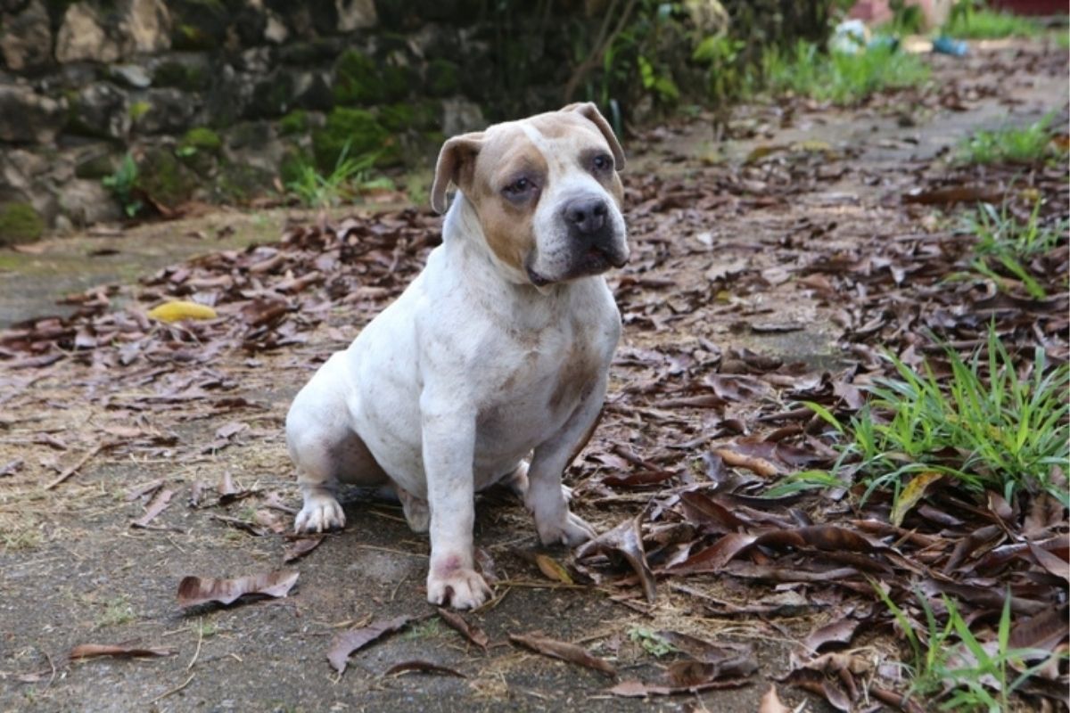 Evento de adoção em Betim terá pets idosos, amputados e com comorbidades