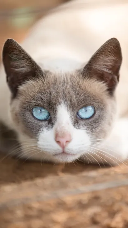Feira de adoção e ação pet em São Carlos no Largo do Ciam, com microchipagem, vacinação antirrábica e ponto de arrecadação de ração. Dia 13 de dezembro de 2025.