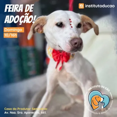 Feira de Adoção Du Cão