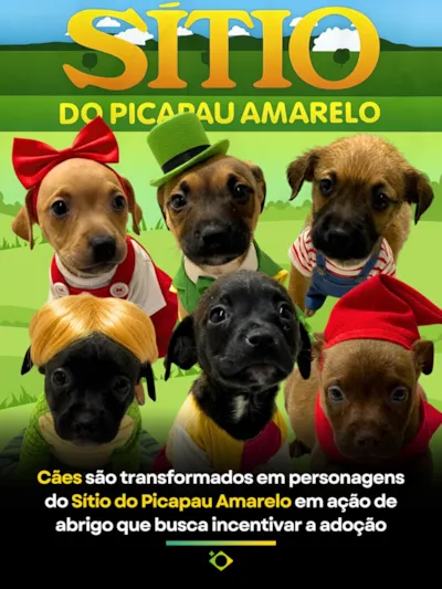 Adoção de Filhotes Inspirada no Sítio do Picapau Amarelo em Caxias do Sul