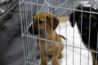 Guarulhos promove evento de adoção de cães e gatos em parceria com o Supermercado Lopes