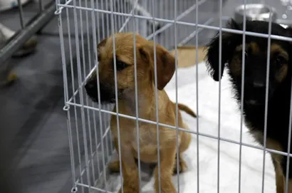 Guarulhos promove evento de adoção de cães e gatos em parceria com o Supermercado Lopes