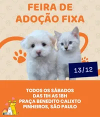 Feira de Adoção Fixa
