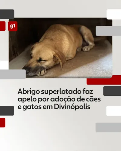 Abrigo Superlotado em Divinópolis Faz Apelo Urgente por Adoção de Cães e Gatos