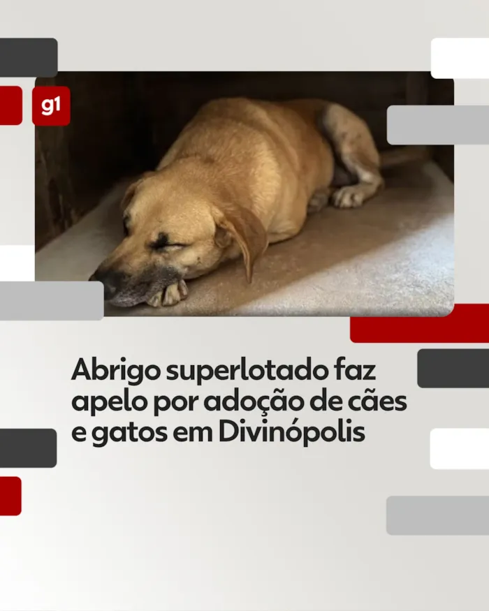 Abrigo Superlotado em Divinópolis Faz Apelo Urgente por Adoção de Cães e Gatos