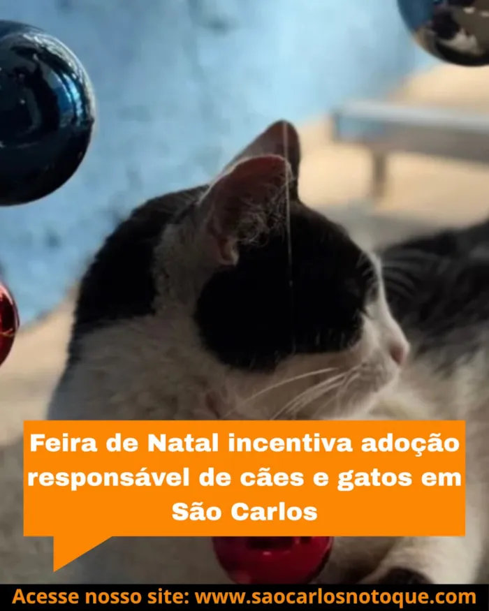 Feira Especial de Natal para Adoção de Animais em São Carlos