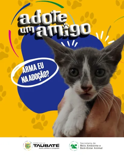 Feira de Adoção de Gatas em Taubaté