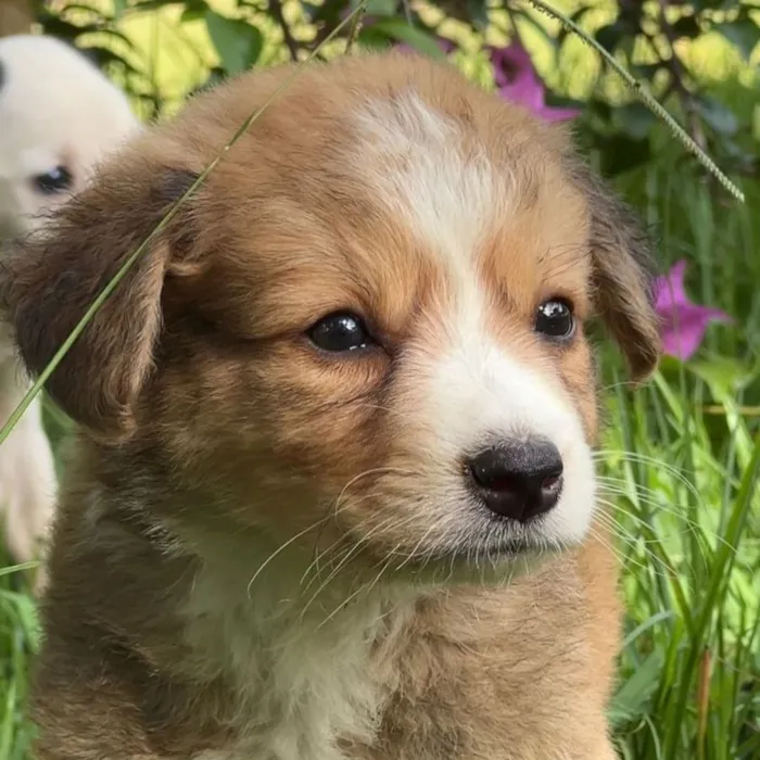 Feira de Adoção Animal de Natal
