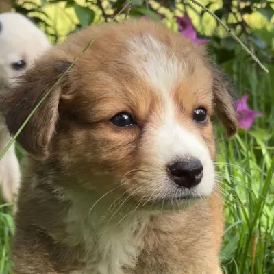 Feira de Adoção Animal de Natal