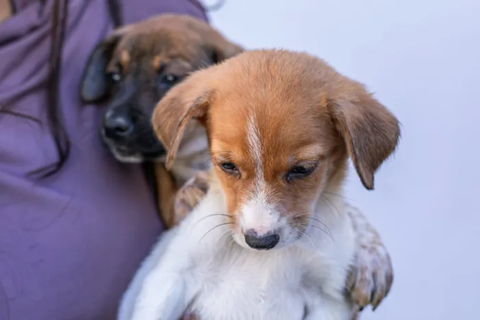Feira de Adoção de Cães no Parque Tia Nair