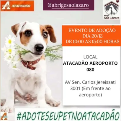 Evento de Adoção de Animais