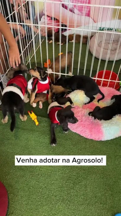 Evento de Adoção - ONG Arca da Fé Resgate Animal