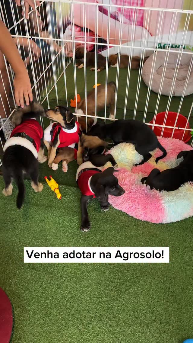Evento de Adoção - ONG Arca da Fé Resgate Animal