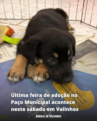 Última Feira de Adoção de Pets em Valinhos