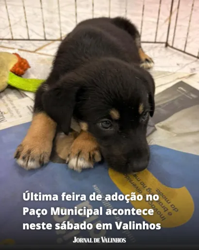Última Feira de Adoção de Pets em Valinhos