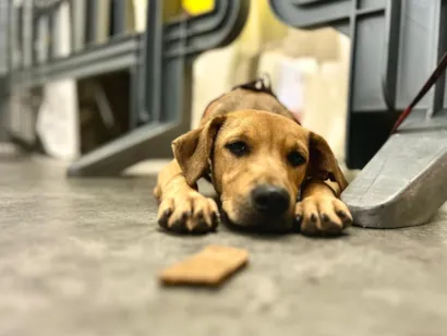 Feiras de Adoção de Animais em Aracaju
