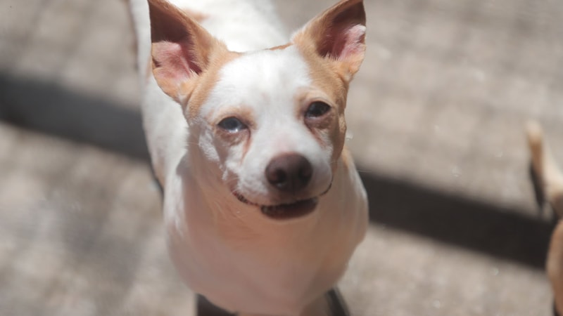 Adoção de pets: uma corrente de amor e afeto em Barueri