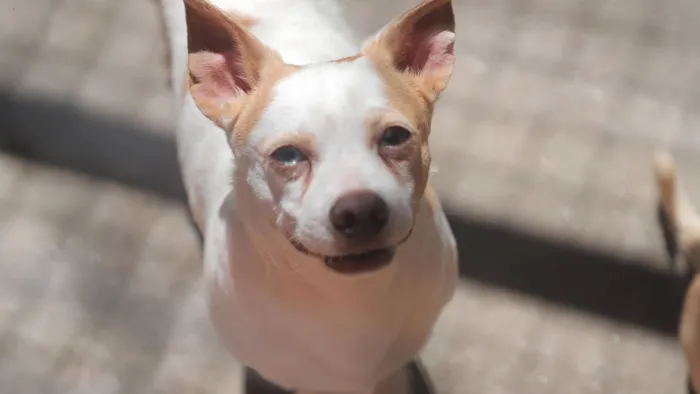 Adoção de pets: uma corrente de amor e afeto em Barueri