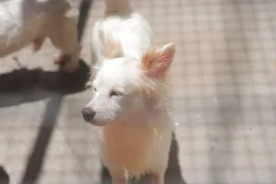 Feiras de Adoção de Cães e Gatos em Barueri - Dezembro 2025