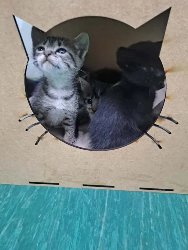 Campanha Natalina: Adote um Pet e Esvazie um Canil em Valinhos