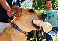 SP-Castrado Cão volta a Rua com Festa.