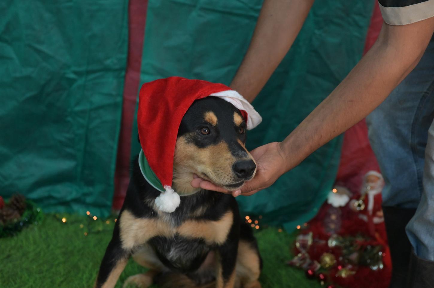 Natal de Amor: Adote um Amigo no Centro de Acolhimento Animal de Olímpia!