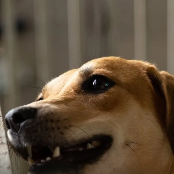 Feira de Adoção de Pets no All Black