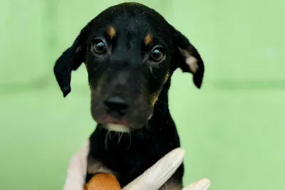 Evento de Adoção Animal em Betim