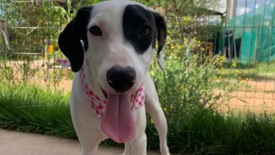 Última Feira de Adoção de Pets do Ano em Paulínia