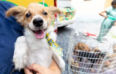 Cuiabá avança na causa animal e políticas de adoção responsável
