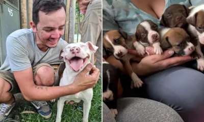 Dezembro Verde: Cães Abandonados para Adoção em Petrópolis