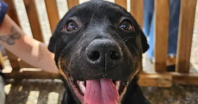 Poços de Caldas Celebra Aumento Expressivo nas Adoções de Cães em 2025