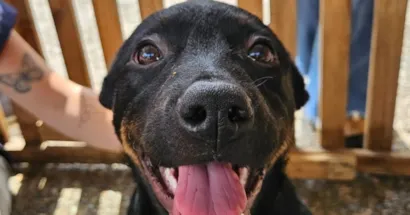 Poços de Caldas Celebra Aumento Expressivo nas Adoções de Cães em 2025