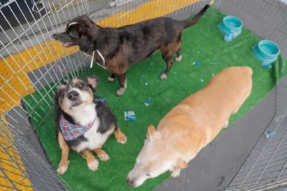 Feiras de Adoção de Pets em Barueri para Começar 2026