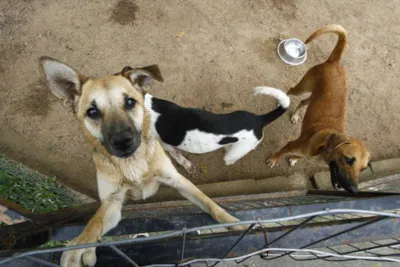 Novo Hamburgo busca aprimorar ferramenta de adoção de animais com a plataforma Cusco Web