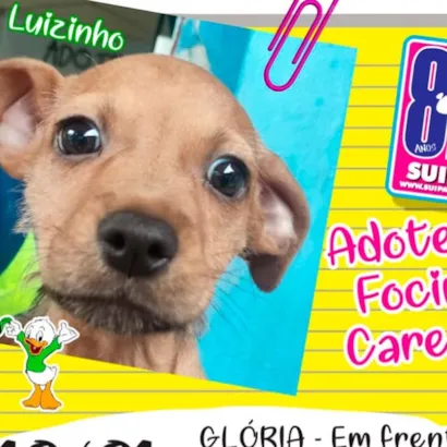 Agenda de Adoção de Focinhos Carentes - Janeiro 2026