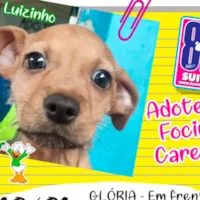 Agenda de Adoção de Focinhos Carentes - Janeiro 2026