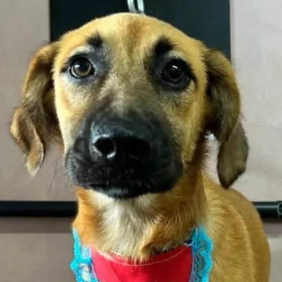 1º Evento de Adoção do Ano com Chico Pata - ONG Taubaté