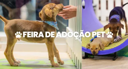 Feira de Adoção Pet no Neumarkt Shopping