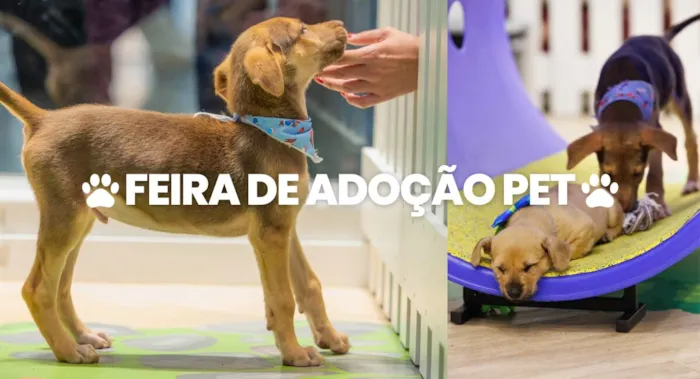Feira de Adoção Pet no Neumarkt Shopping