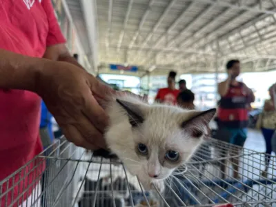 Adoção de Pets em Olinda