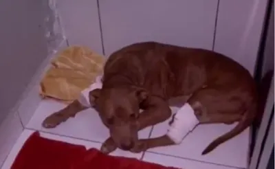 Adoção do cão 'Vivente'