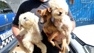 Resgate de Cães em Situação de Maus-Tratos