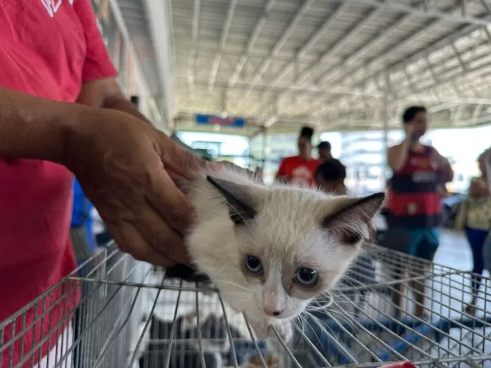 Adoção Virtual de Pets em Olinda