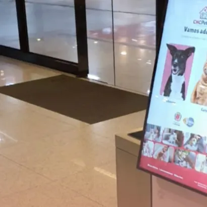 Encontrando seu novo melhor amigo em Curitiba!