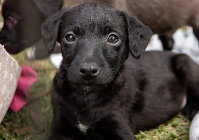 Mais de 80 animais esperam por um lar em Itaquá