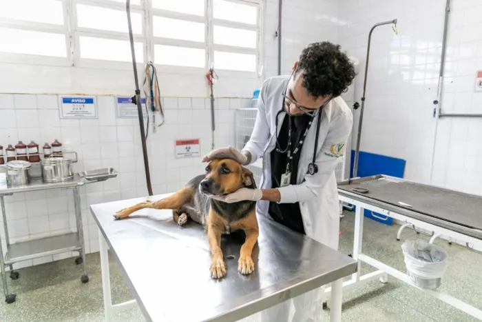 Mais Adoções e Bem-Estar Animal em Cuiabá