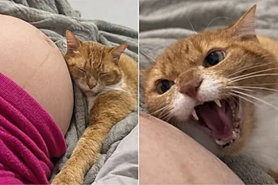 Evento de Adoção de Animais