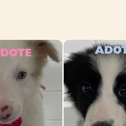 ADOTE UM AMIGO no VICA