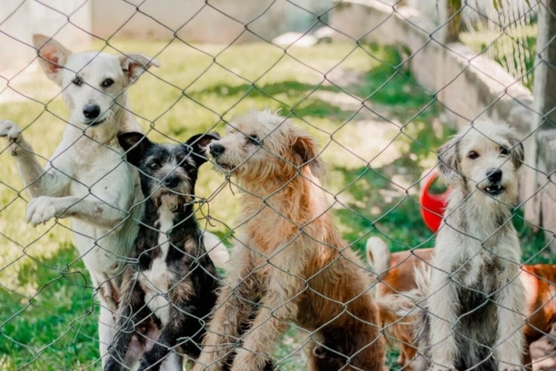 1ª Feirinha de Adoção 2026